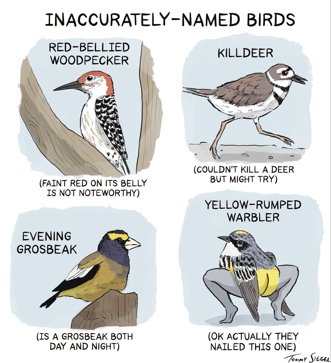 Tommy Siegel tweet media