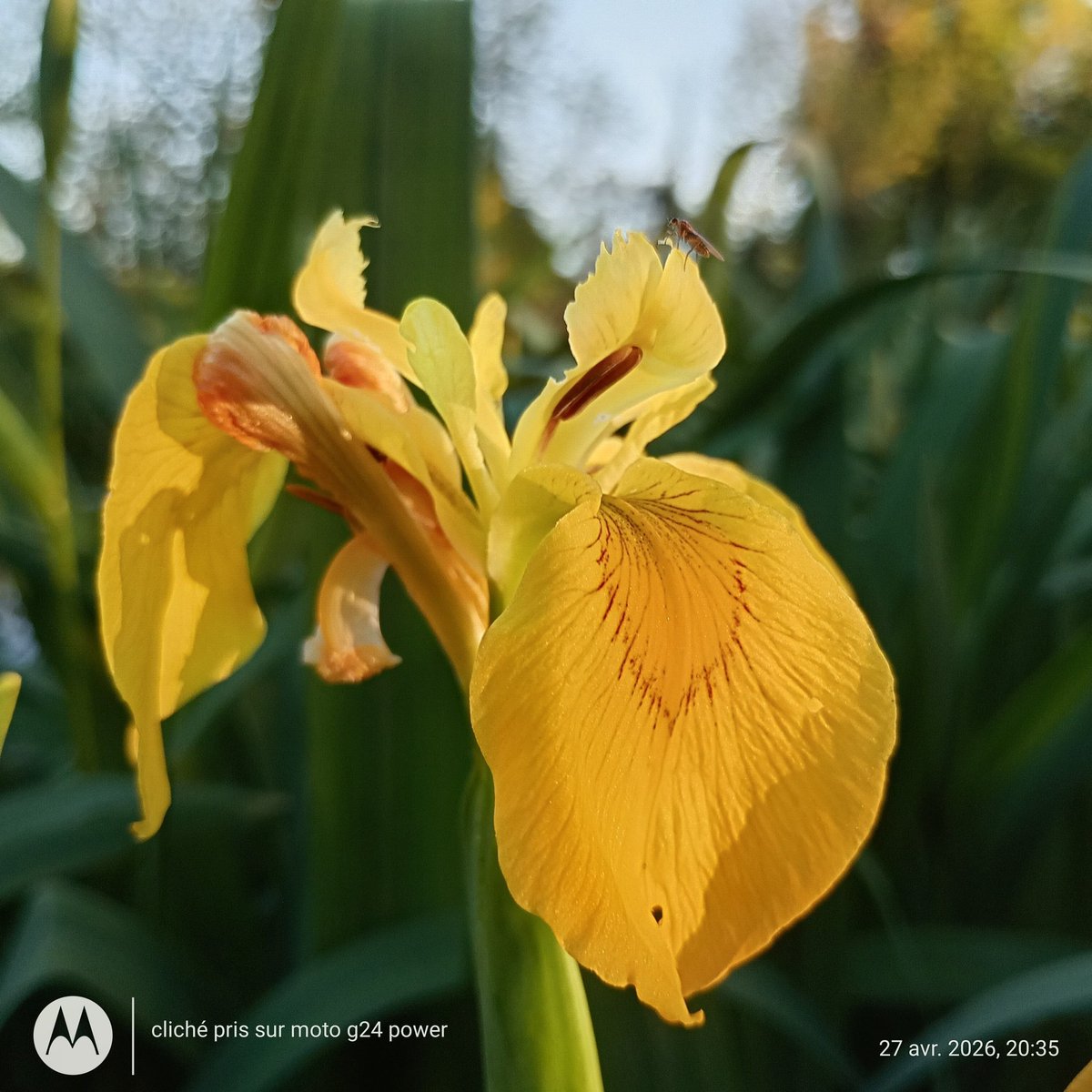 ThiChaplain's tweet photo. La pleine saison des #Iris d'eau en bordure du #canal de Nantes à Brest. C'était ce soir à #Paule. #KreizBreizh #CôtesdArmor #nature https://t.co/GmrXD5Q0c6