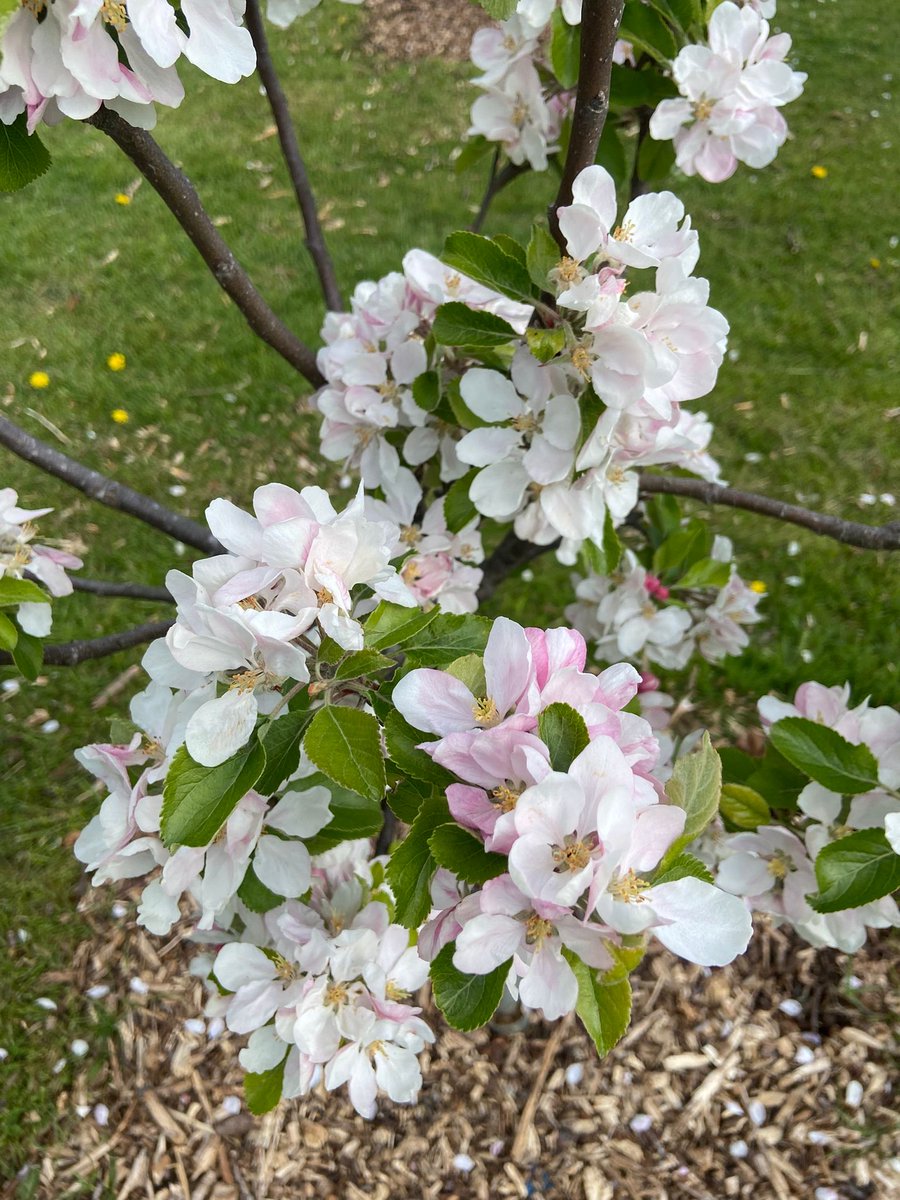fospne's tweet photo. Apple Bee Community Orchard 🍎🐝 https://t.co/4gi4GHy2jp