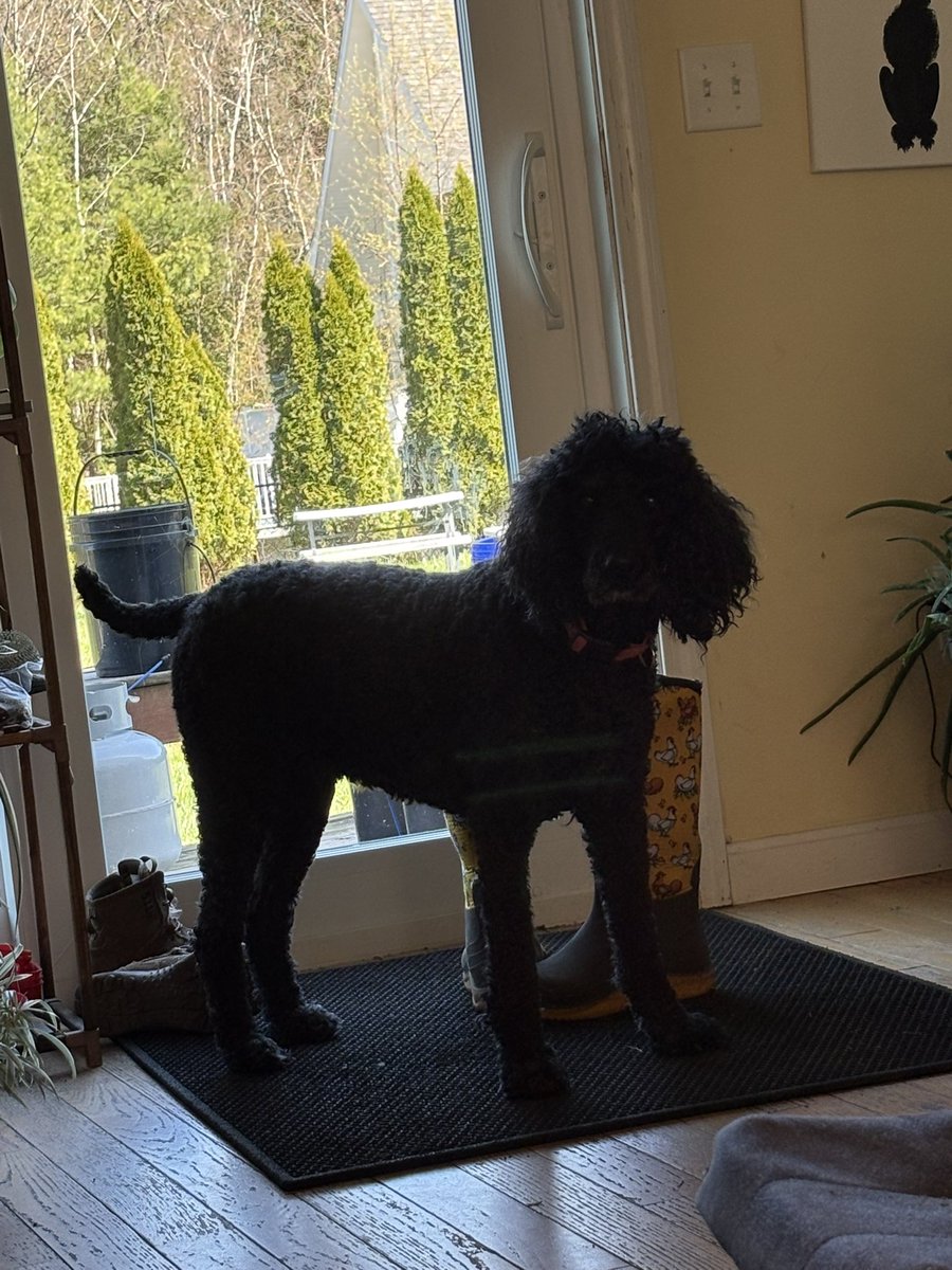 Cassie Cynical🐩 tweet media