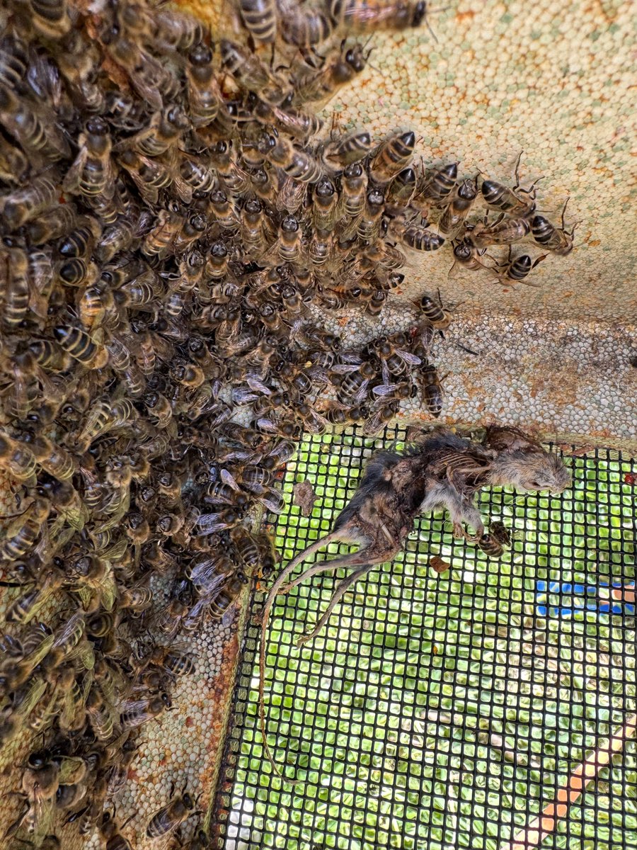 GwenynGruffydd's tweet image. Little mouse picked the wrong place to live!!!
.
#beekeeping #beekeeper #mouse