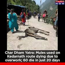 dilthi_gujarati's tweet image. Shame on demonic asuri tatva humans menace 

Apna harami pana bandh karo yatra karni hai apne pero se kari harami insano 

Janvar tumhare baap ki jagir nahi hai raxaso

#Humans apni aukaat me rehke pehle insaan bano fir karna 4 dham ki yatra

Mahadev Pashupatinath karenge nyay