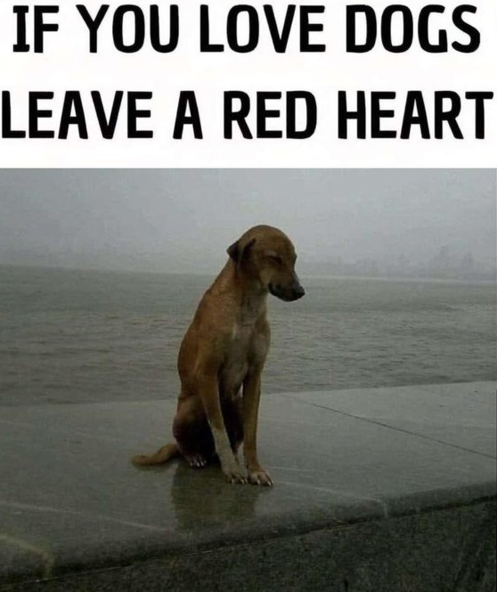 Tweets of Dogs tweet media