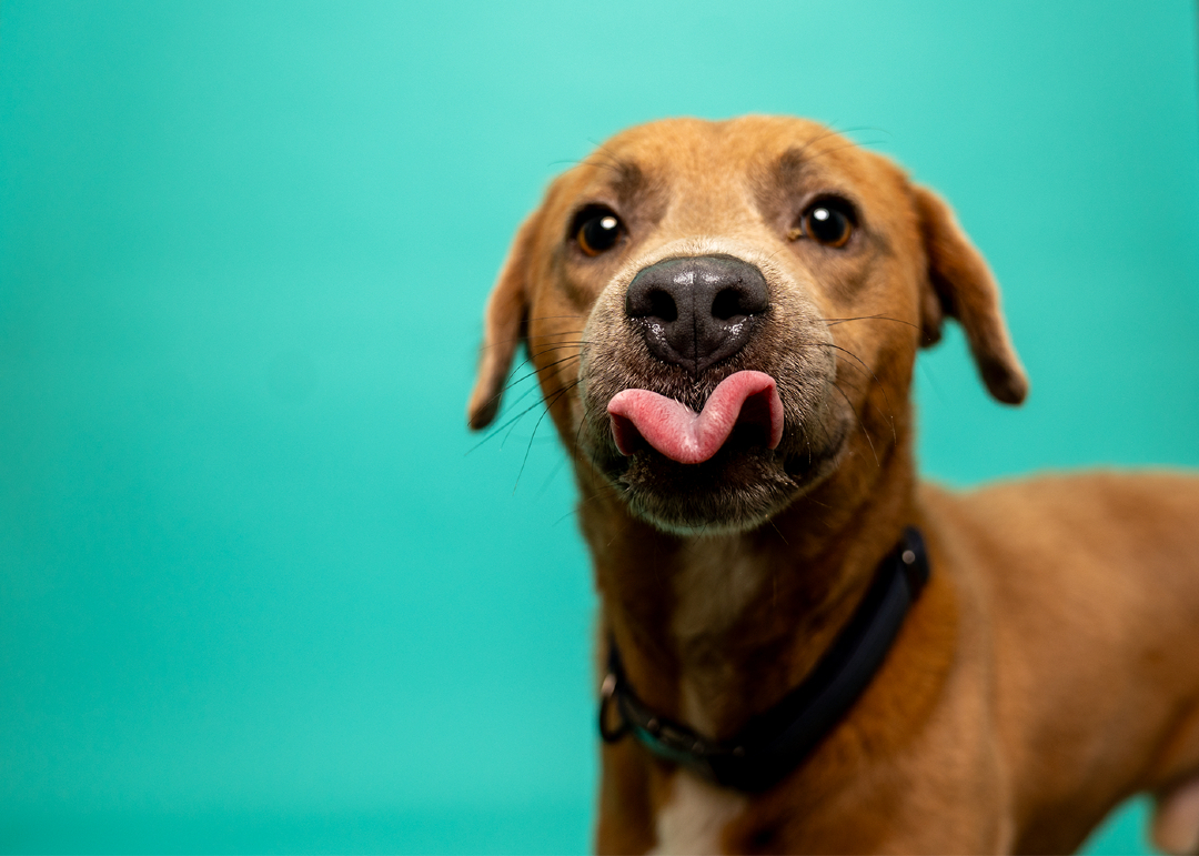 tiki_paws's tweet photo. 🐾 Meet Shaggy — our first official portrait with the brand new teal ( up for adoption ) backdrop! 🩵
We’re so sorry it’s been a few weeks since we’ve shared any new portraits — things have been nonstop around here as we prepare for the busy season ahead. Dog safety in boarding, daycare, and grooming will always be our top priority, so we’ve been working hard behind the scenes to make sure everything is just right.
But now that we’ve carved out a little breathing room… look who’s here to steal your heart! 💛
This is Shaggy, and he is pure sunshine wrapped in a wiggly, happy package. With that big goofy grin, sparkling eyes, and the sweetest personality you could ever ask for, he’s ready to bring endless joy into a loving forever home.
Shaggy deserves all the belly rubs, snuggles, and adventures a family can give. If you’re looking for a loyal best friend who will greet you with this exact level of pure happiness every single day, he might just be the one!

Who else is completely melting over this face? 😍 Drop a ❤️ if Shaggy just made your day brighter, and please share him so he can find his forever people!
More photos of this one to come!

#AdoptDontShop #ShaggyTheSweetheart #RescueDog #ForeverHomeNeeded #DogAdoption