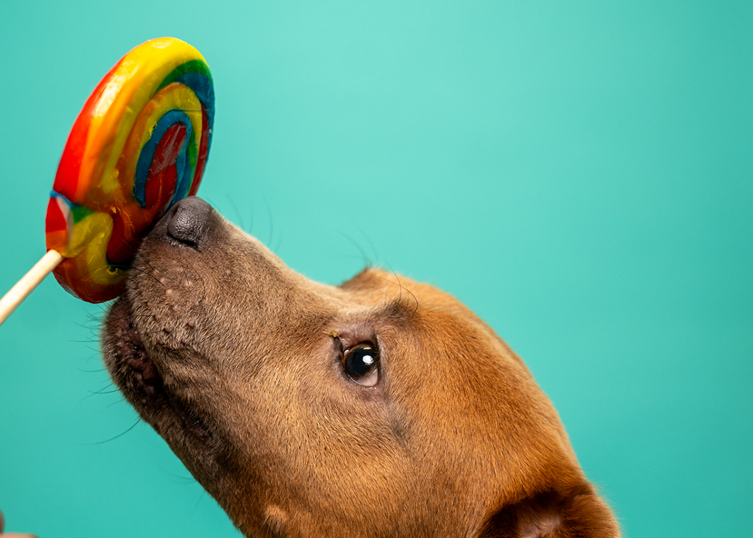tiki_paws's tweet photo. 🐾 Meet Shaggy — our first official portrait with the brand new teal ( up for adoption ) backdrop! 🩵
We’re so sorry it’s been a few weeks since we’ve shared any new portraits — things have been nonstop around here as we prepare for the busy season ahead. Dog safety in boarding, daycare, and grooming will always be our top priority, so we’ve been working hard behind the scenes to make sure everything is just right.
But now that we’ve carved out a little breathing room… look who’s here to steal your heart! 💛
This is Shaggy, and he is pure sunshine wrapped in a wiggly, happy package. With that big goofy grin, sparkling eyes, and the sweetest personality you could ever ask for, he’s ready to bring endless joy into a loving forever home.
Shaggy deserves all the belly rubs, snuggles, and adventures a family can give. If you’re looking for a loyal best friend who will greet you with this exact level of pure happiness every single day, he might just be the one!

Who else is completely melting over this face? 😍 Drop a ❤️ if Shaggy just made your day brighter, and please share him so he can find his forever people!
More photos of this one to come!

#AdoptDontShop #ShaggyTheSweetheart #RescueDog #ForeverHomeNeeded #DogAdoption