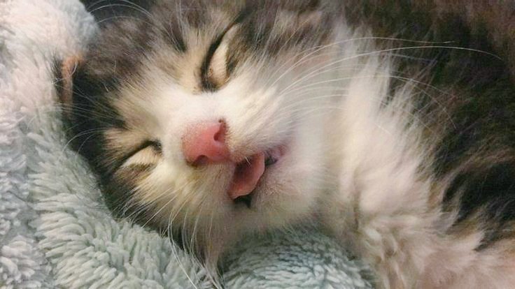 𝐑𝐚𝐟𝐢 𝐁𝐚𝐩𝐚𝐫𝐢 𝐉𝐫 tweet media