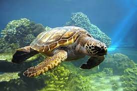 PetCopytricia's tweet image. #EArth Day and save our turtles time!!&amp;gt; petviewpoint.com/celebrate-turt…