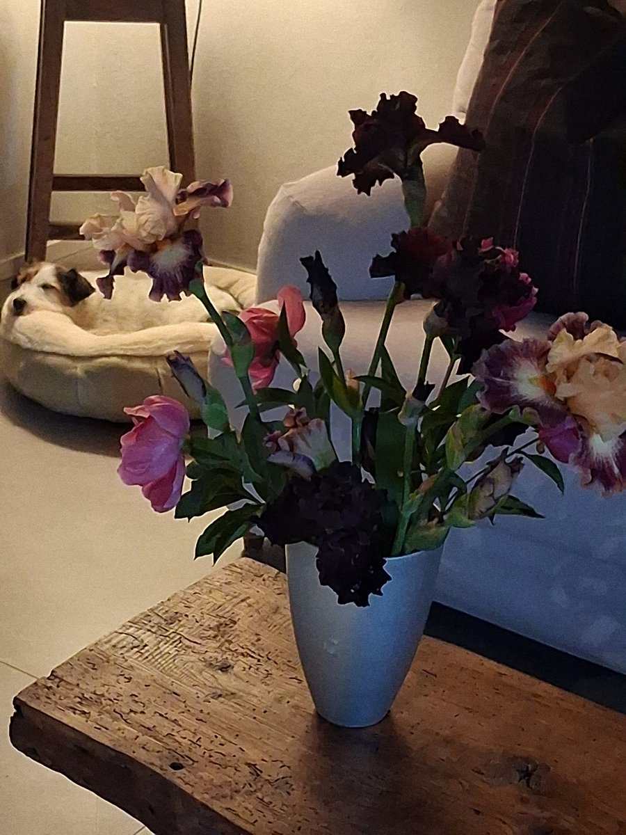 BarbaraCecioni's tweet image. Olio su tela di Peonie e Iris del mio giardino con cana #Margot dormiente. 
☺️