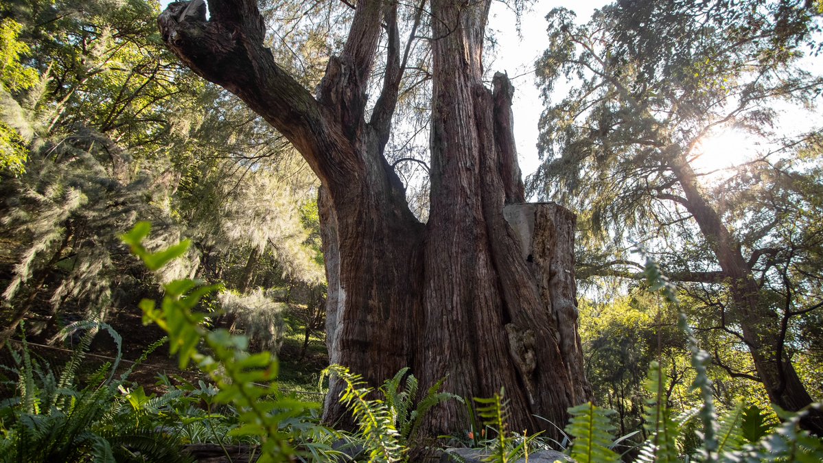 ChapultepecCDMX's tweet image. #SabíasQue 

A lo largo de las cuatro secciones del Bosque de Chapultepec se encuentran cerca de 1,000 ahuehuetes en distintas etapas  de su vida ☝️🤓

Esta especie es el árbol nacional de nuestro país, además son los iconos vivientes del Bosque 

google.com/maps/d/u/0/edi…
