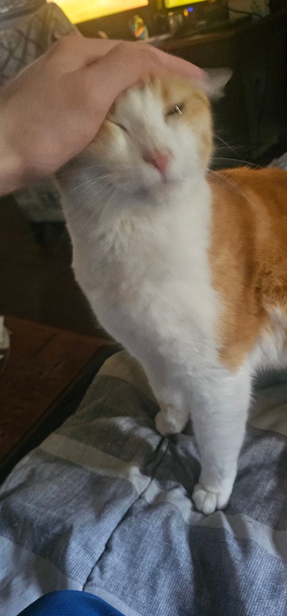 LUCAS THE LARGE tweet media