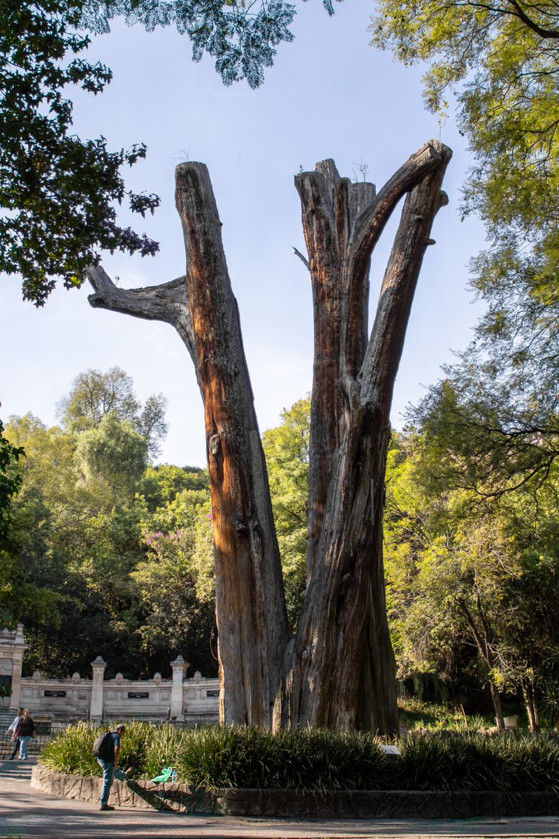 ChapultepecCDMX's tweet image. #SabíasQue 

A lo largo de las cuatro secciones del Bosque de Chapultepec se encuentran cerca de 1,000 ahuehuetes en distintas etapas  de su vida ☝️🤓

Esta especie es el árbol nacional de nuestro país, además son los iconos vivientes del Bosque 

google.com/maps/d/u/0/edi…