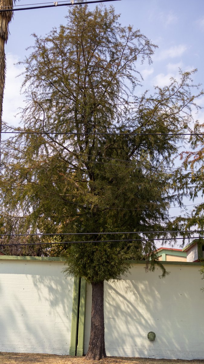 ChapultepecCDMX's tweet image. #SabíasQue 

A lo largo de las cuatro secciones del Bosque de Chapultepec se encuentran cerca de 1,000 ahuehuetes en distintas etapas  de su vida ☝️🤓

Esta especie es el árbol nacional de nuestro país, además son los iconos vivientes del Bosque 

google.com/maps/d/u/0/edi…