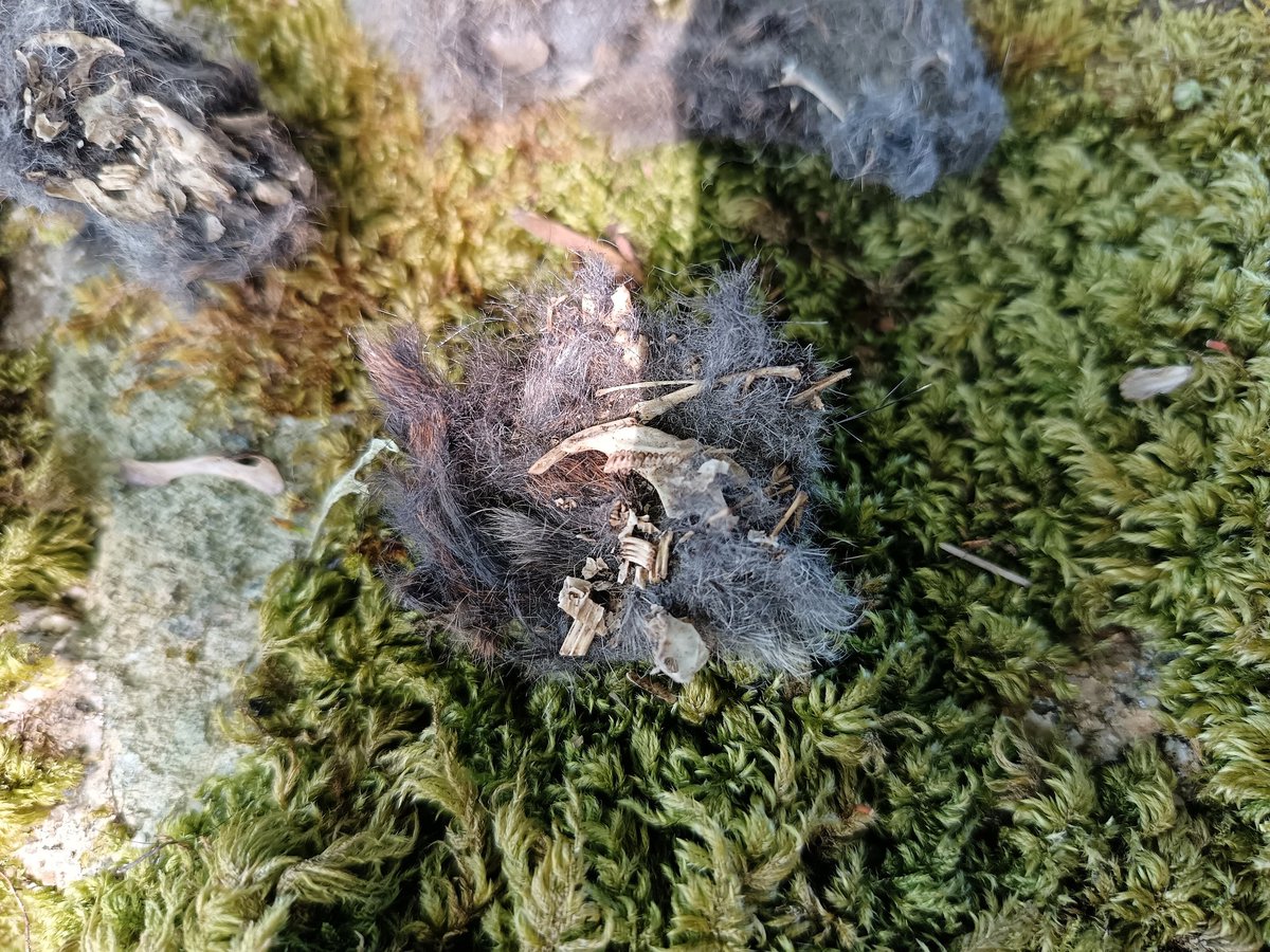 SianVidak's tweet image. While "formal" education was over for the day, a couple of the dwts headed into the countryside to explore. We found some owl pellets and opened them. Some very excited faces and they found several jaws, and skulls. I love autonomy.
#walking #countryside #homeeducation