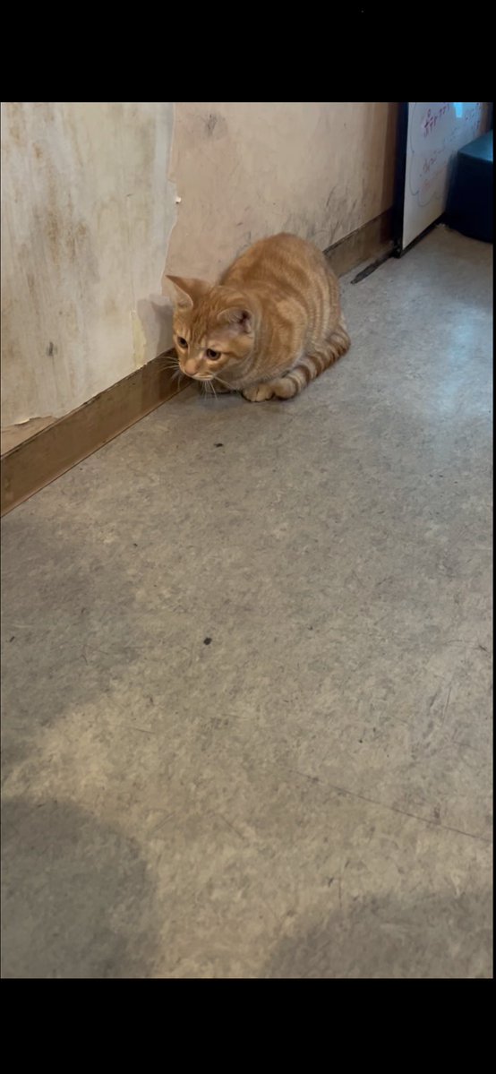 可愛い猫