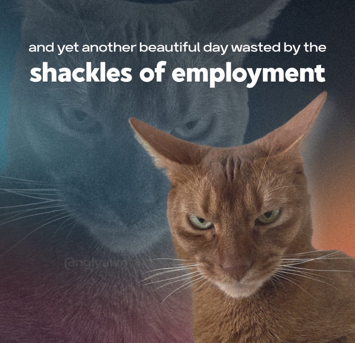 LiterallyMeCats (@literallymecats) on Twitter photo 