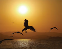 Ayoomess's tweet photo. همسة لقلبك
تشتد وطأة الهم على قلب صاحبه
حتى يرى أن الخلاص منه منالا صعبا وأمرا بعيدا
ولكن الله تعالى يدني لطفه
من عبده
حتى يكون أقرب إليه من حبل الوريد
فيغمره برحمة هو أحوج 
ما يكون إليها
ويكشف كربة عنه بعد اشتدادها
فيُشرق فؤاده ويستنير قلبه
فسبحان من قدر بحكمته
ووسع برحمته https://t.co/daGoLSfg1m