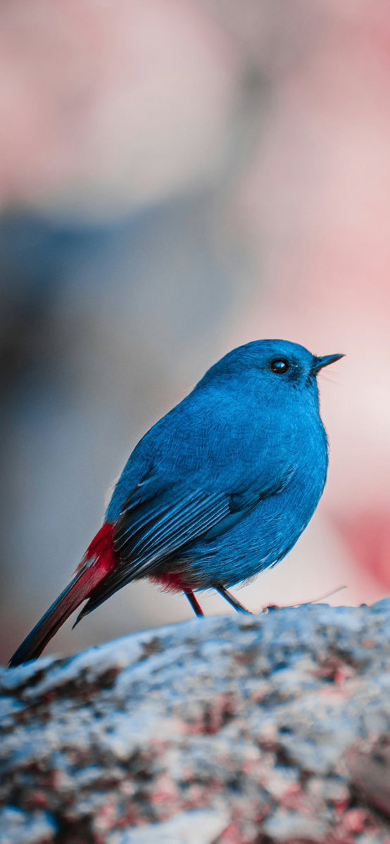Ghostfeed001's tweet image. Animal wallpapers