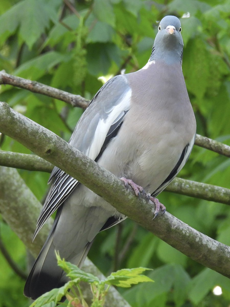 Palumbus_Pics's tweet image. Just kidding! #woodpigeon #birds #naturephotography