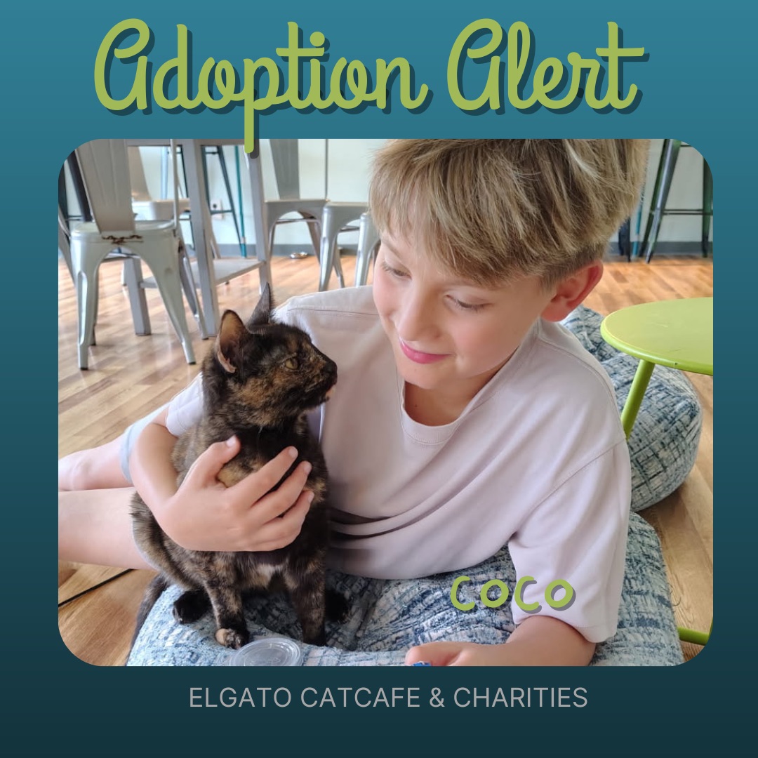 ElGatoCatCafe's tweet image. Coco is adoption 1070 ❤️ This sweet love connection was undeniable and the sleepover was fast. They just knew Coco was their Purrfect match😻

Help us find more homes for rescue cats by donating at elgatocharities.org/get-involved 

#adoptdontshop #catlovers #houstontx #adopted #catcafe