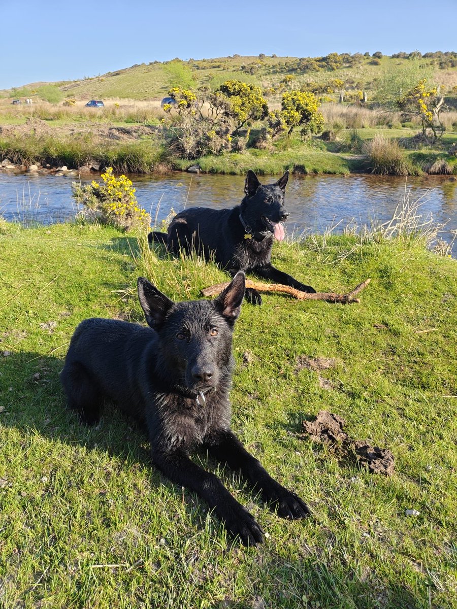 DC_Police Dogs ( Puppy Development Program) tweet media