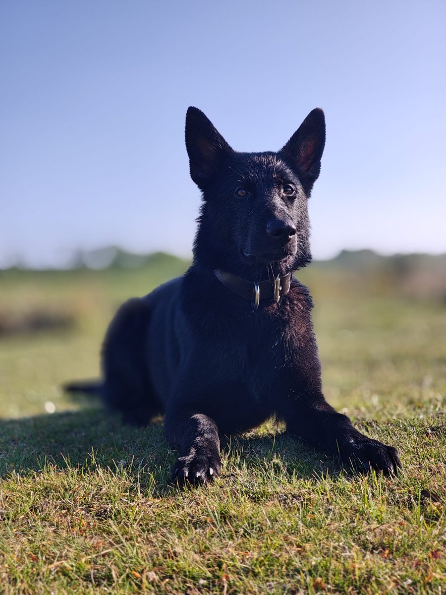 DC_Police Dogs ( Puppy Development Program) tweet media