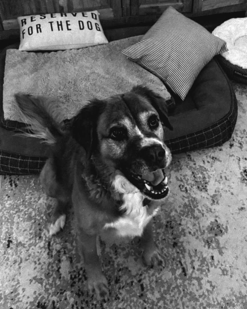 _YMFF's tweet image. Putting all this money into Starborn, but couldn’t put money towards Fosters Skin Infection…

Rip the Mutt, his owner failed him 💔🕊️ #Priorities @HeyLilJoey