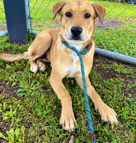 Danawb26's tweet image. 🌼💛ACURA💛🌼 #A386680

Does this stunning girl look like she belonged in a JUNKYARD?!? 🤯💔

That’s where she was picked up. Limping &amp;amp; in pain with a CCL tear, &amp;amp; a hole all the way through her tongue!!! 🏥⛑️

Now she’s all alone in a shelter, hoping someone will notice how