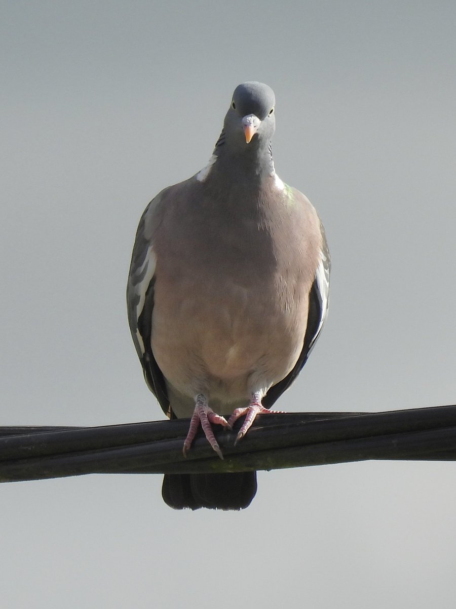 Palumbus_Pics's tweet image. Woodie on a power line #woodpigeon #birds #naturephotography