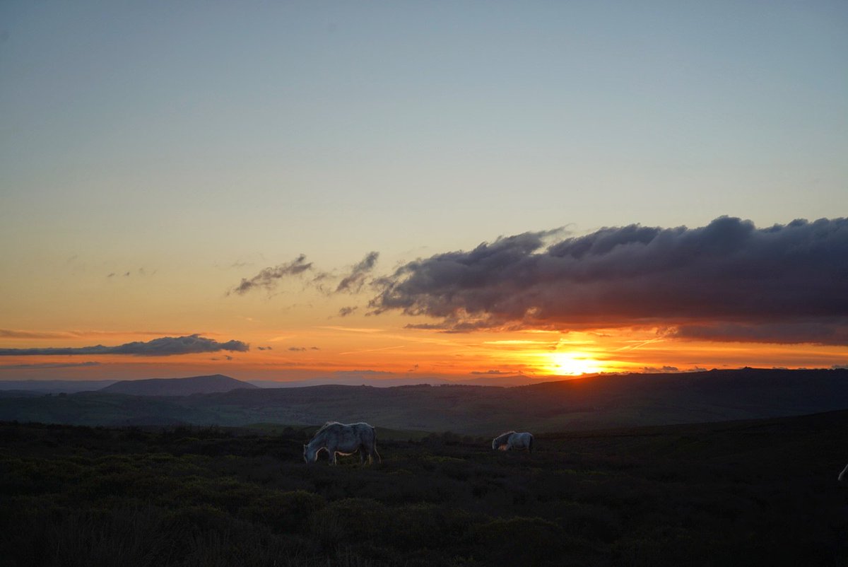 csmaff's tweet image. Wild #horses at #sunset. #LongMynd #ChurchStretton #Shropshire