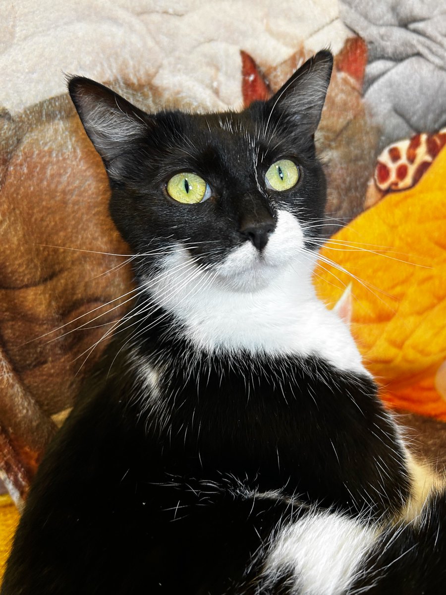 TravellingCats's tweet image. In Paris, there's a vegan café that functions as a foster space for rescue cats. Which of these cuties would you take home? 👉 traveling-cats.com/2026/04/le-cha…

#catcafe #adoptdontshop #Paris #vegan #chats #catlovers #VisitParis #rescuecats #CatsOnX