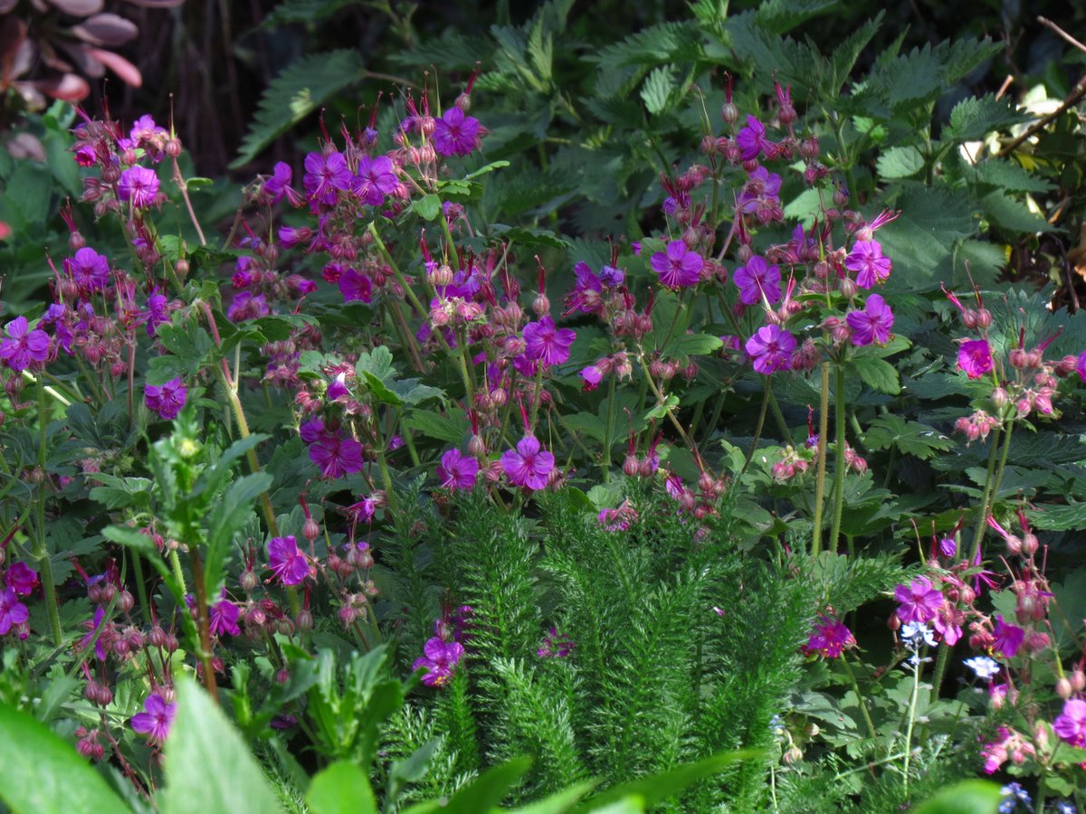 angegarrod's tweet image. Cow parsley
bluebells
alkanet
geranium macrorrhizum

#flowers #springwatch #wildflowers