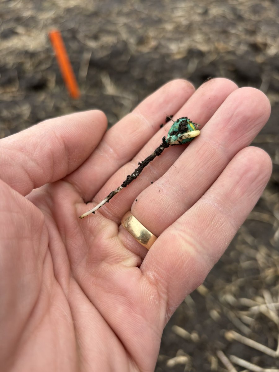 LauverFS's tweet photo. 205-08SSP planted Tuesday, April 21st. We’re seeing some great early growth and development from seedlings planted over the course of the past week! @Iowa_Channel https://t.co/yJh9O40Bgm