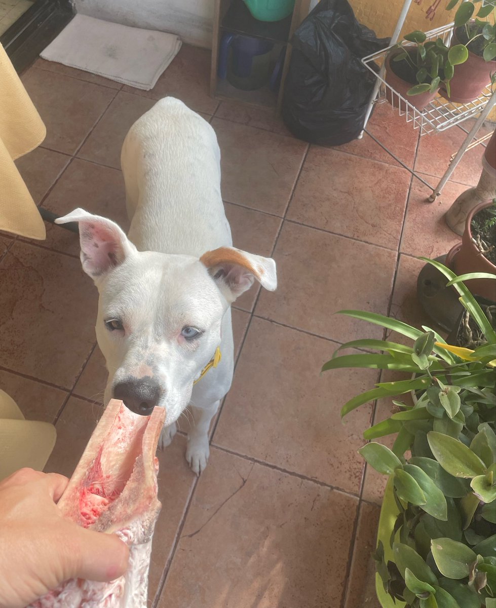 Blanquita Montt tweet media