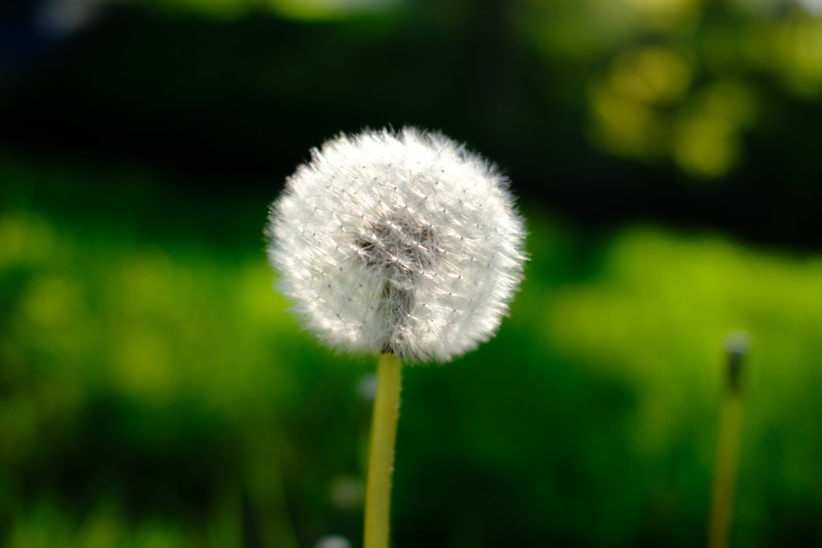 KopfYvonne's tweet image. Schlaft gut heute und träumt etwas Schönes!
Zum Beispiel von erfüllten Wünschen. Oder von Wunscherfüllern. 

#LiebeIstAlles #Dankbarkeit #BeKind #FloodTheZoneMitSchoenem #SchoenesGegenDoofes