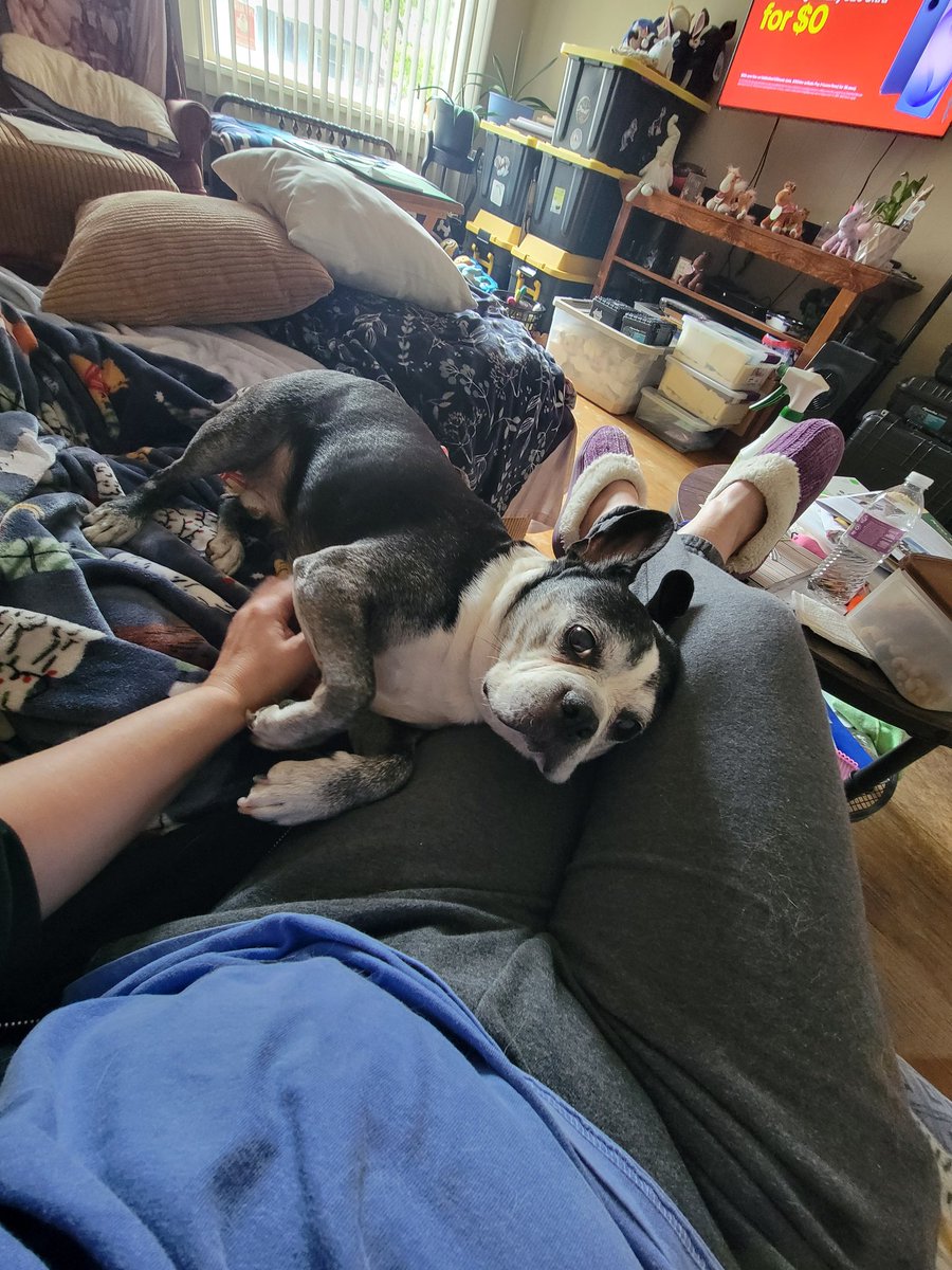 zandermanderthebt🐶 and Whiskey James 😺 tweet media