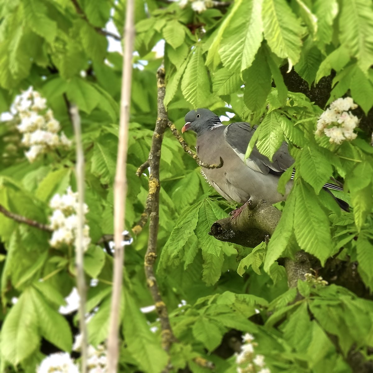 Palumbus_Pics's tweet photo. I love when the trees regrow their leaves but it also makes it harder to spot birds in them. Of course the birds love the extra cover though. #woodpigeon #birds #naturephotography https://t.co/Xd3GaERh3R