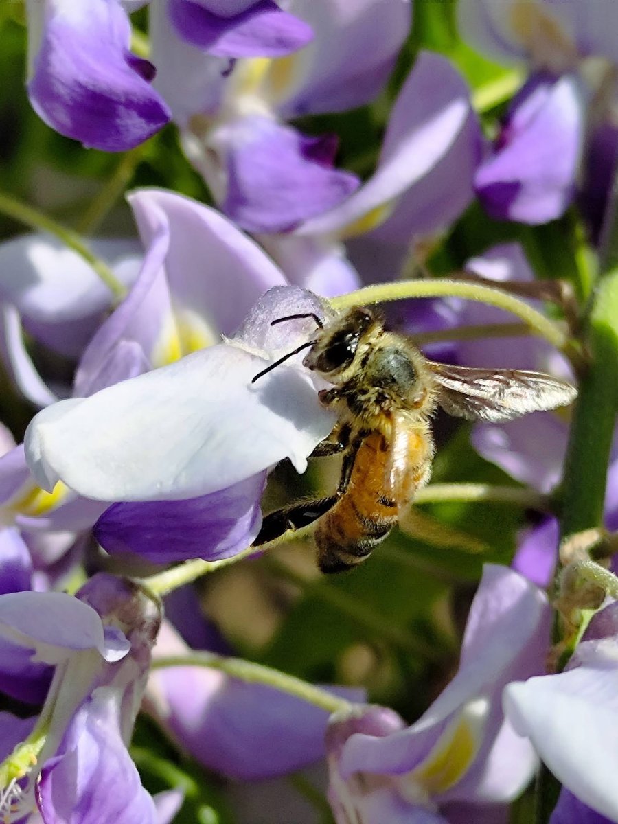 rossellaronconi's tweet image. Forza,  colore delicato, profumo, danza  e ronzio delle #api 🐝 sul #glicine in fiore. 
#ambiente #natura #biodiversità