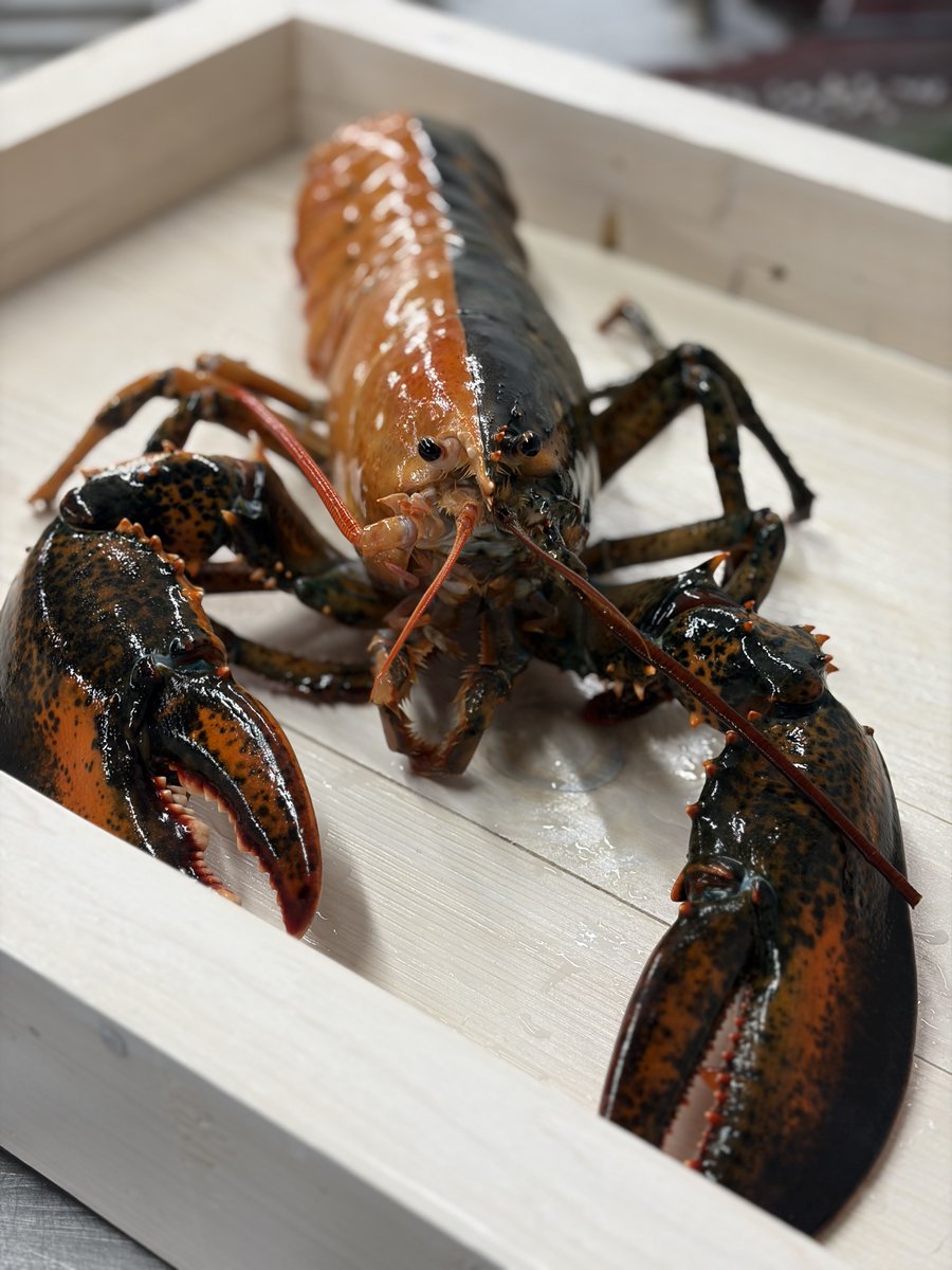 edwardsdna's tweet image. See the 1-in-50-Million Split-Color Lobster Caught Off the Coast of Massachusetts. It's Carrying Two Sets of Genetic Information smithsonianmag.com/smart-news/see… @SmithsonianMag #Lobster #MarineBiology #RareCatch #Genetics #Massachusetts