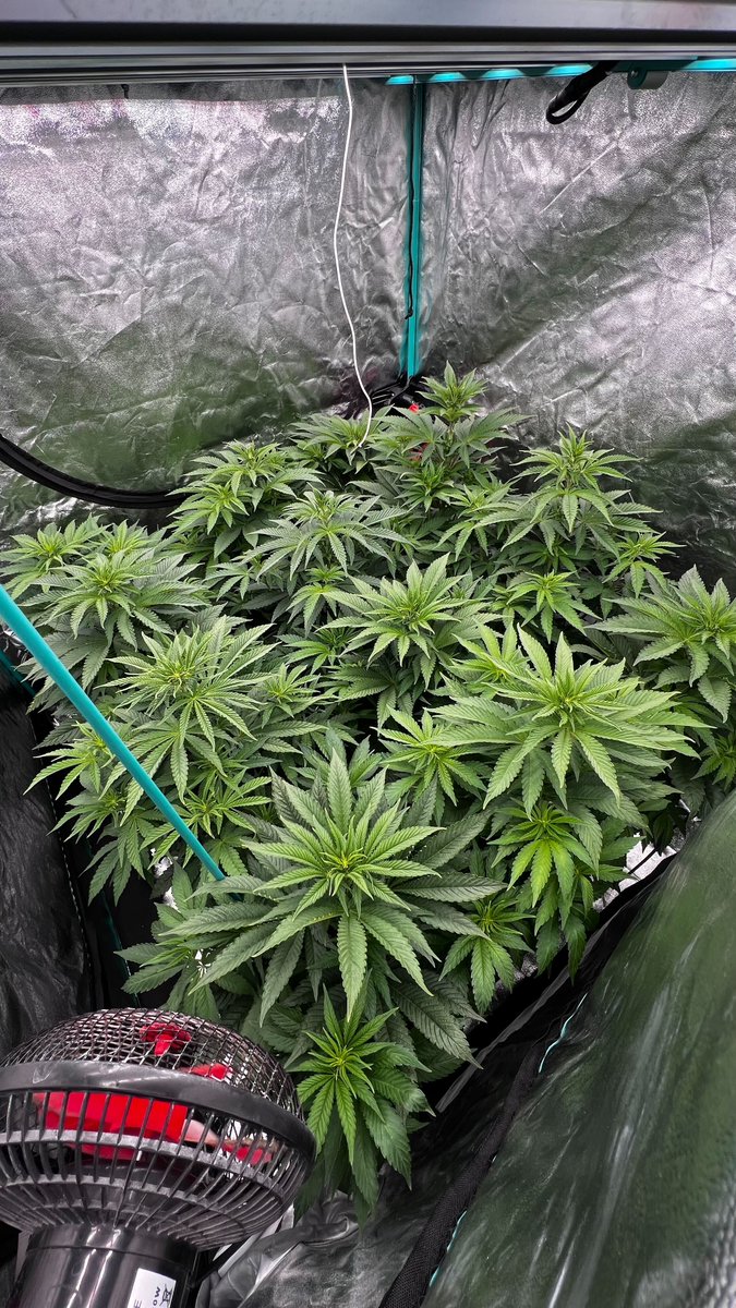 Grow Barato | GB The Green Brand tweet media