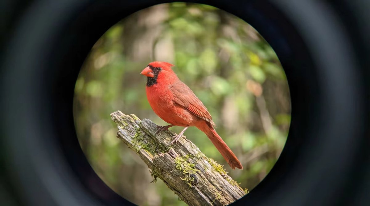 jywalentines's tweet image. The moment digiscoping turns a walk into a discovery. 🔭

This is what a premium ED spotting scope reveals — feather-by-feather detail, zero chromatic aberration, natural color.

#Digiscoping #Birding #Optics #Binoculars #OEM #Birdwatching