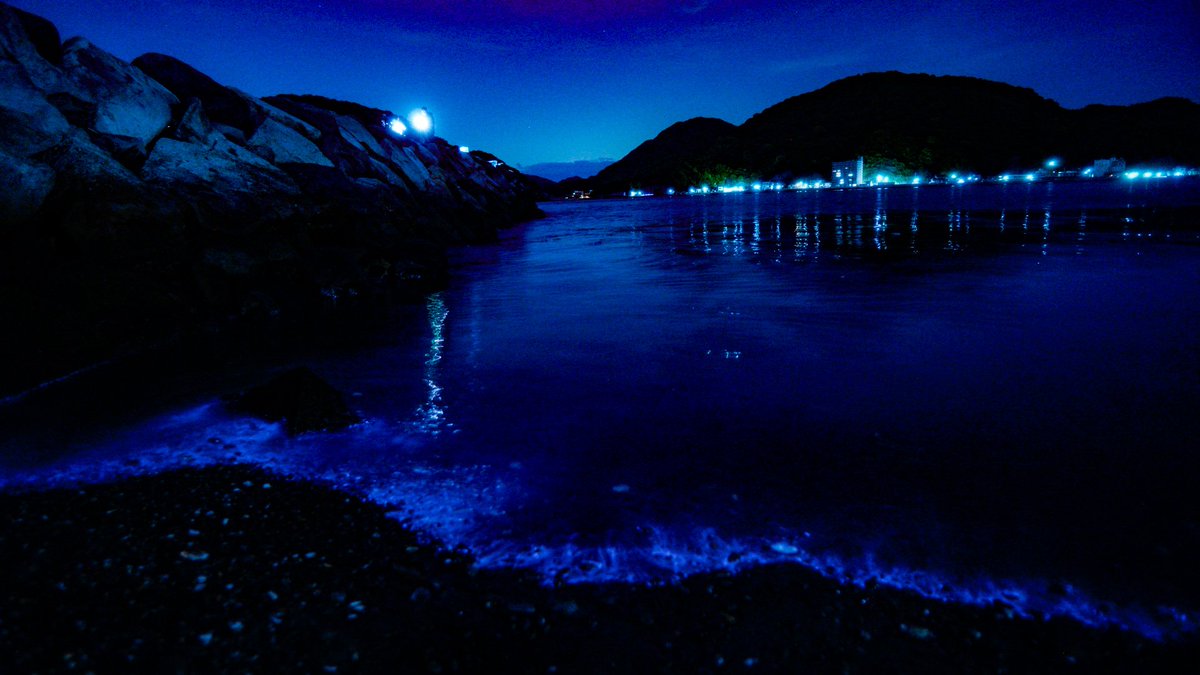 くろきりん tweet media