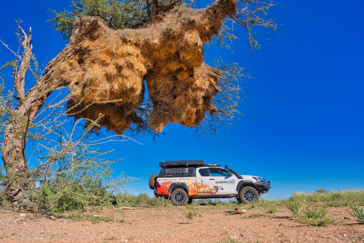 GondwanaLodges's tweet image. Nature's apartment complex. 🪺 Sociable weavers have been building this communal nest for generations — some colonies house 500+ birds. Our @Namibia2Go 4x4 parked below just to show the scale. This is Namibia. #Namibia2Go #Namibia #Overlanding #WildlifePhotography