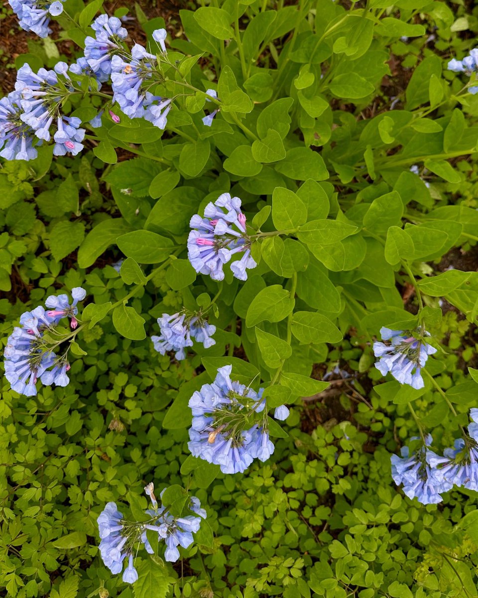Chicago Botanic Garden tweet media