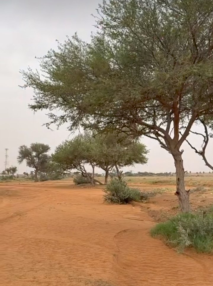 ابو مشاري tweet media