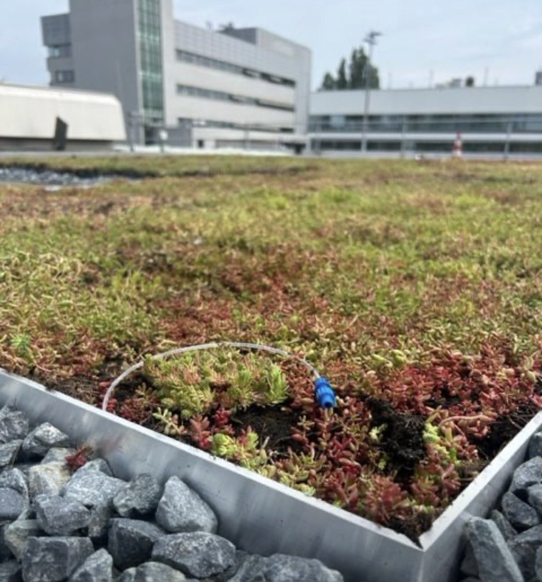 Liam_Geochem's tweet photo. NEW PAPER - Assessing urban green roofs for CO2 removal via enhanced rock weathering in Europe 🌿🪨 

In Environmental Advances: https://t.co/sOyQrxcZOd

🏢 Here, we explore the potential of integrating ERW as a CDR strategy through amendments in green roofs in urban environments https://t.co/oXGORHLpFG