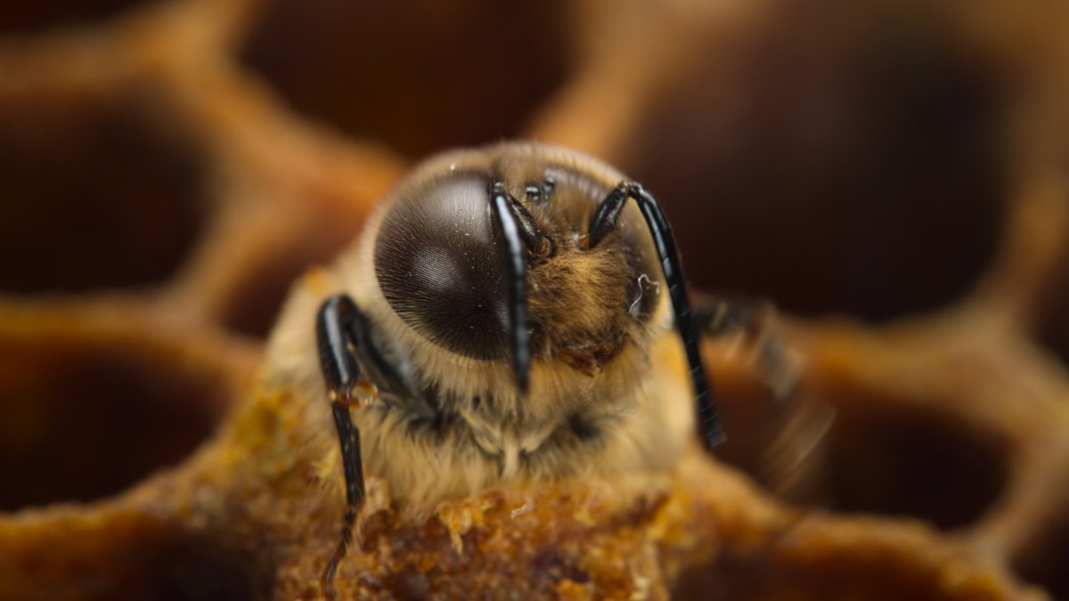 National Geographic Animals tweet media