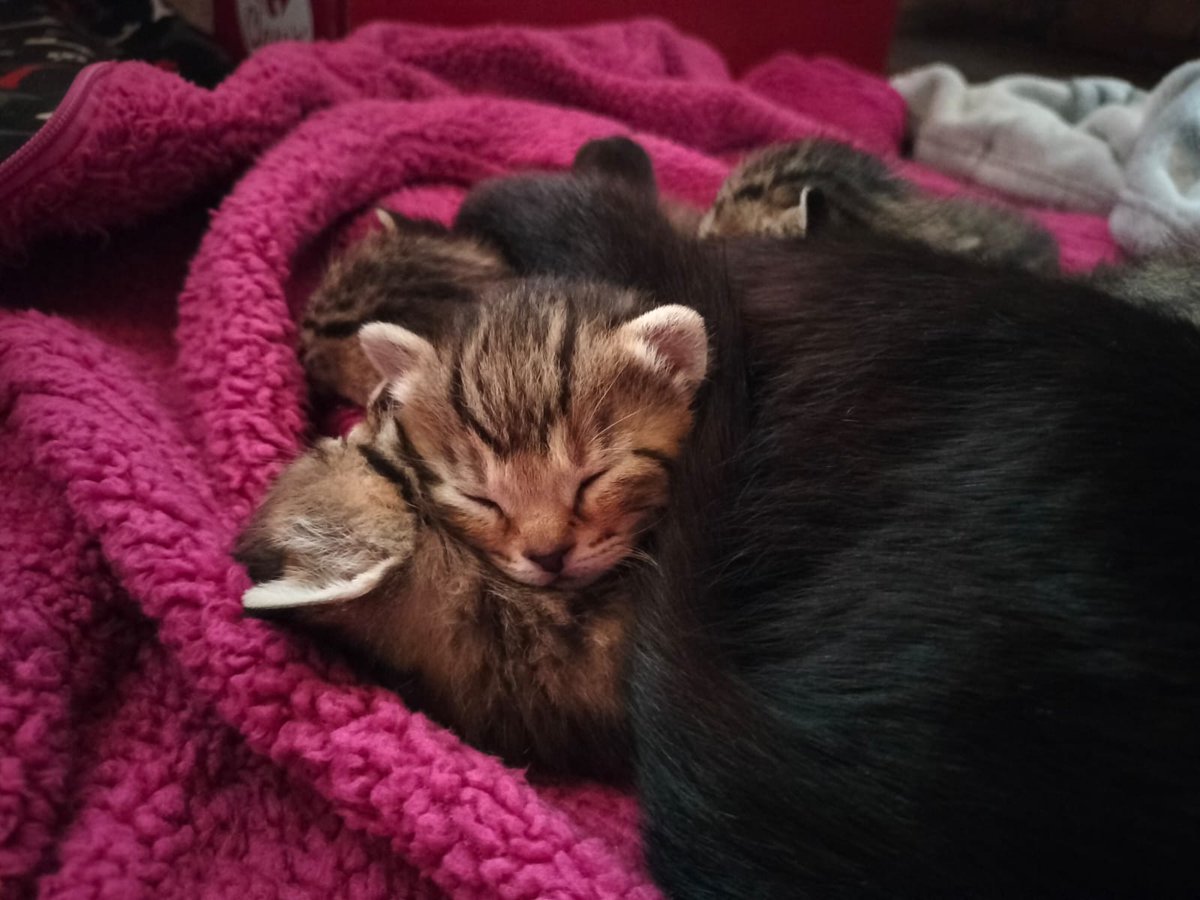 srtamuu's tweet photo. la organización con la que colaboro tiene gatitos que cuando terminen la etapa de bebés irán se darán en adopción son monísimos, adorables, los amo.

pero más amo a su mamá que se ha quedado tuerta porque un malnacid😡 la abandonó en un campo estando embarazada 😭 https://t.co/ts0U5RLqmJ