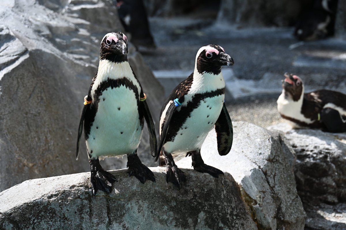 増すコン tweet media