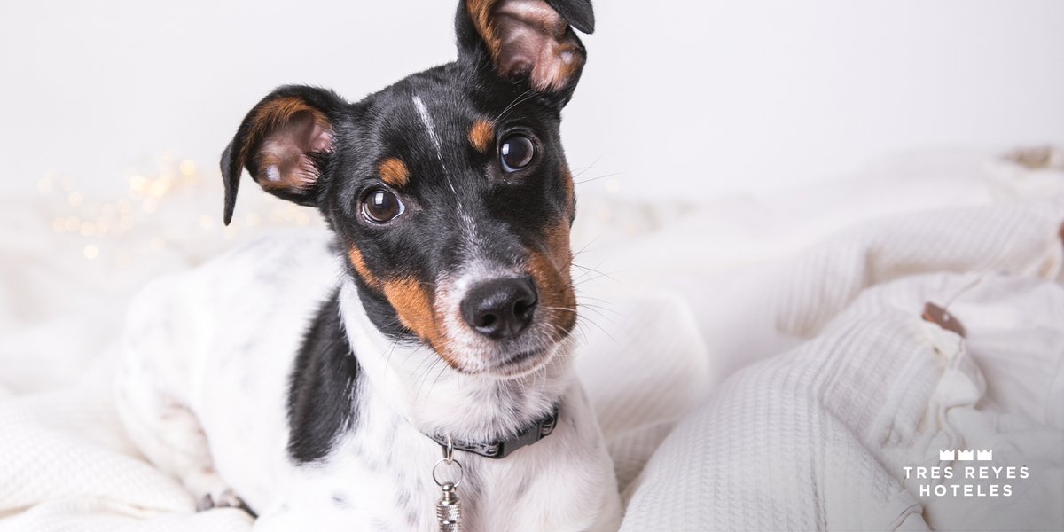 TresReyes_Htls's tweet photo. Si para ti es un rey… ¡para nosotros también! 🐶 Tu perro también merece unas buenas vacaciones y en #TresReyesHoteles le guardamos un hueco, ¡por eso somos #DogFriendly en #Pamplona y #SanSebastián! 😍

https://t.co/jLjojg3v82
#HotelTresReyes #TanTranquiloTanCerca #SomosTuHotel https://t.co/H0arcuHKnF