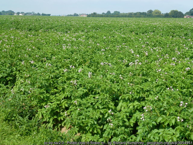 Geograph_GBI's tweet image. Potato crop in flower in the fens of #Lincolnshire #GreatBritain 
For a location map by  @OrdnanceSurvey please open the fpllowing link &amp;gt;&amp;gt; geograph.org.uk/photo/3054951 #geography #Photography #farming